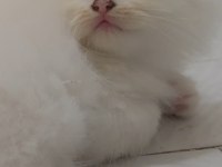 British longhair beyaz kedimiz