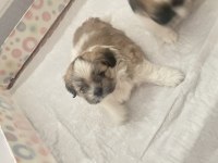 shiranian melez köpekler