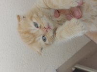 Yavru scottish fold kediler acil mama karşılığıda olur