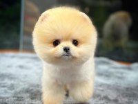 Safkan Oyuncu Kore Pomeranian Yavrularımız
