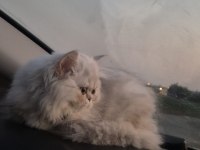Dünyalar güzeli safkan yavru british Longhair NS11