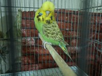 Çek jumbo şov jumbo albino muhabbet kuşu