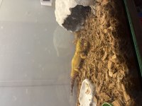 İştahlı 1.5 2 yaşında gecko