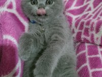Top kafa ayı surat scottish fold oyuncu bebeğimiz