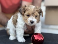 Tea cup morkie yavrular petmode de ziyarete açık