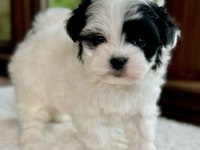 Morkie mavi boncuklarım kore