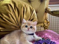 Ny12 dişi ve erkek yavru kediler