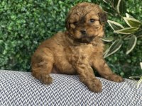 Tatlı Mı Tatlı Maltipoo Yavruları
