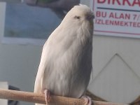 Sow Jumbo muhabbet kuşu