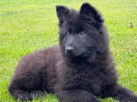 Solid Black Alman Çoban Köpeği Yavruları