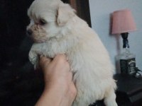 Dişi kore maltese terrier