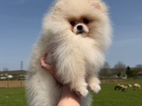 Safkan pomeranian boo yavruları