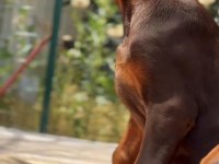 Üst Düzey Hypertype Doberman Dişi Yavrular