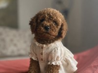 Red Brown Toy Poodle Yavru
