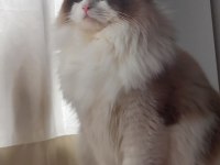 Safkan Ragdoll Bebekler