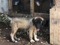 Kara Kırçıl Kangal Erkek Yavru BALBAZAR