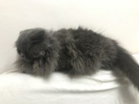 Scottish fold longhair sahiplendirme ilanı