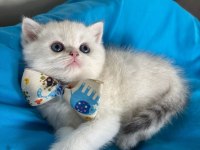 British Shorthair Silver Erkek Yavrumuza Yuva Uyguna