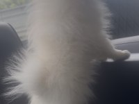 0 numara 5 aylık dişi pomeranian
