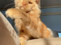 Show Class XL Mainecoon Red Erkek