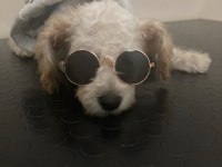 Minnak aşı tam maltipoo