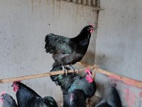 BLACK AUSTRALOP KULUÇKALIK YUMURTA & CİVCİV