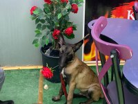 Belçika kurdu malinois köpeği