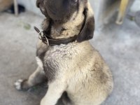SAF KAN ŞECERELİ YAVRU KANGALLAR