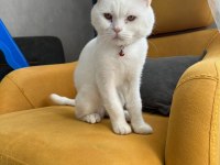 British Shorthair 1 Yaşında (SAHİPENDİRİLECEKTİR)