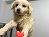 Maltipoo Yavrum 55 Günlük