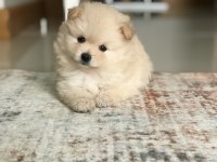 Yeni Pomeranian Yavrularımız, Yeni Yuvalarımız