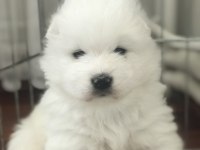 Şampiyon Samoyed Yavruları