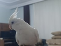 Albino sultan papağanı