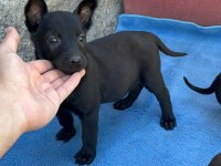 Safkan Malinois Yavruları