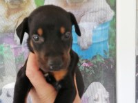 2.5 aylık herşeyi hazır doberman