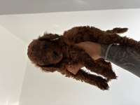 Kore Kan Red Brown Poodle