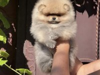 Yavru Köpeğimiz Pomeranian Boo