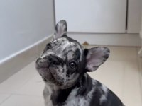 TÜM EXOTIC RENKLERİ TAŞIYAN EXOTIC FRANSIZ BULLDOGLAR