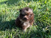 Antalya pomeranian boo köpekler
