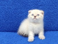 Teslime Hazır Mükemmel Bir Scottish Fold
