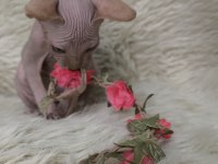 Kediler Naked Beauty Sphynx Cattery
