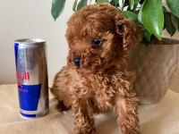 AİLEDEN UFAK BOYUTLU TOY POODLE UYGUNA