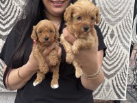 Ufacık maltipoo yavrularım