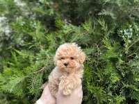 Toy Poodle ev bebekleri