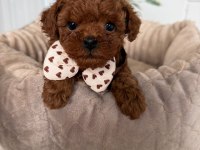 Toy poodle puppy