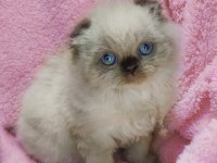 Panda scottish fold bebekler
