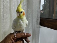 5 Aylık Erkek Sultan Papağanı