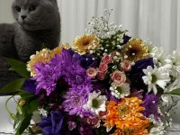BRİTİSH KEDİSİ SAHİPLENDİRME