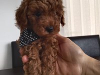 Orjinal Toy Poodle yavruları
