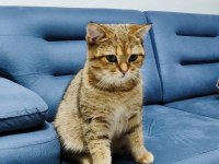 7 aylık yavru british shorthair kedimiz